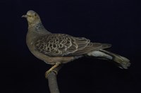 藏品(金背鳩)的圖片
